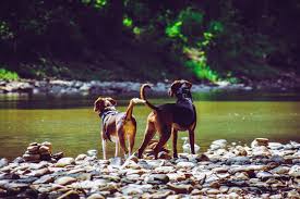 The landlord may require of the tenant payment of a pet deposit for each dog or cat of $50 ($100 in carpeted apartments). Petscaping Ideas For A Pet Friendly Landscape Sweeney S Custom Landscaping Inc