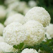 L'italia è il paese dell'amore e questo non solo perché i suoi abitanti amano scambiarsi baci e abbracci, anche quando non si conoscono bene, ma perché essi sono sempre. Fiori Bianchi 15 Idee Per Un Giardino Luminoso Guida Giardino