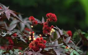 Image result for Ricin