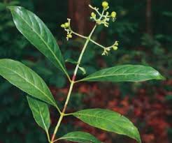 Image result for Gaertnera