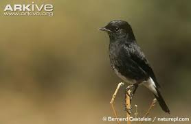 Burung decu bukan termasuk ke dalam burung endemik indonesia, karena daerah penyebarannya sangat luas. S Download Kumpulan Suara Decu Lengkap Muraisuper Com