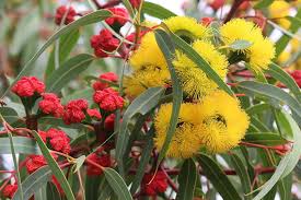 We did not find results for: Red Capped Gum Eucalyptus Erythrocorys By Ernst Jungledragon