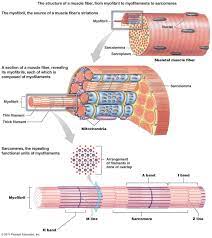Muscle Fiber Structure Anatomy Anatomy Note Www Anatomynote Com Skeletal Muscle Muscular System Muscle Anatomy