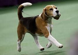 Photos Dogs Being Dogs At The Westminster Dog Show With Images Westminster Dog Show Beagle Dog Dog Show