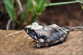 Image result for Cadaba natalensis