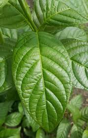 Image result for Cephalanthus