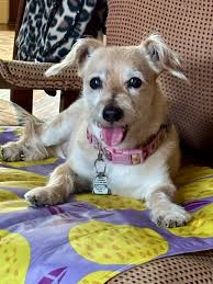 Lost female schnauzer terrier mix near Denton County