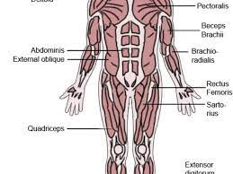 It is the surface of the body opposite from the chest and the abdomen. The Latin Roots Of Muscle Names Owlcation
