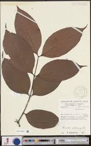 Image result for Warneckea