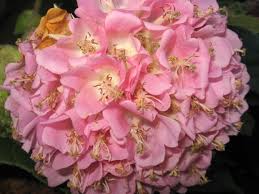 Image result for Dombeya lastii