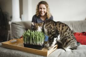 Many cats are perfectly content in a studio apartment providing there is enough mental and. Happiness Overload Cats And Catnip
