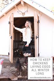 Other poultry used in egg production include ostrich eggs, turkey eggs, duck, quail eggs. How To Keep Up Egg Production In The Winter Thermaland Oaks In 2021 Egg Laying Chickens Garden Fresh Salsa Halloween Rice Crispy Treats