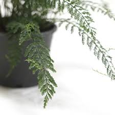 Image result for Asplenium smedsii