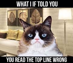 Grumpy Cat Funny Grumpy Cat Memes Grumpy Cat Really Cute Puppies