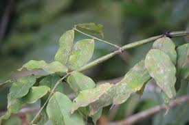 Image result for Ficalhoa laurifolia