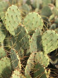 Image result for Opuntia