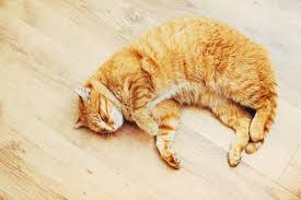 Wann wer die erste rolligkeit/markierung durchgemacht hat. Katze Ist Rollig Smart Animals