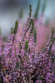 نتیجه جستجوی لغت [heather] در گوگل