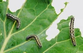 Tomato hornworms are green caterpillars the exact shade of tomato leaves, with white diagonal stripes on their sides and a fleshy pointed tip at their tails. How To Get Rid Of Caterpillars Keep Caterpillars Out Of The Garden