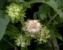 Image result for Vernonia adoensis