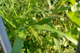 Image result for Panicum carneovaginatum