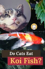 Struggles Of Owning Cats And Fish Pond Together Do Cats Eat Koi Fish Kitty Cats Blog In 2020 Cats Koi Fish Cat Facts