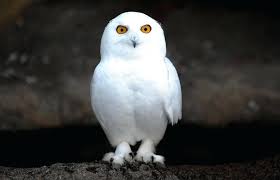Cool Cute Ultra Hd Cute Owl Wallpaper Iphone Photos Recent wallpapers by our community. cool cute ultra hd cute owl wallpaper
