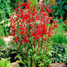 Maybe you would like to learn more about one of these? 5 Native Maryland Plants For Easy Container Gardening Wikilawn