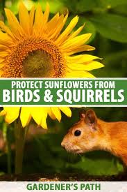 This makes a noise that only rodents and small animals hear and will encourage them to avoid the area. 30 Rodent Pest Proofing Your Garden Ideas In 2021 Garden Pests Pests Garden