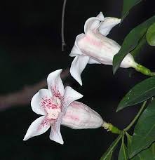 Image result for Rothmannia manganjae