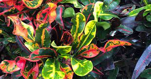 The croton petra is a variegated tropical plant with uniquely vibrant and colorful splashes on its leaves. Growing Croton Mammy How To Care For Colorful Codiaeum Mammy