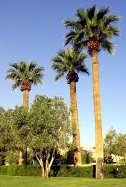 Erwachsene palmen unterscheiden sich zur w. Negozio Bonsai Semi Di Palma Messicana Washingtonia Robusta