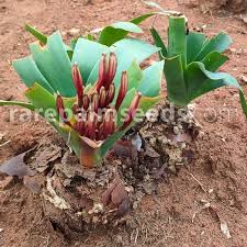 Image result for Ammocharis