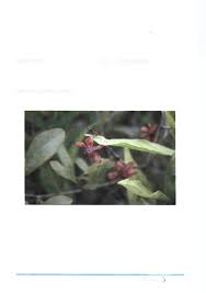 Image result for Kotschya africana