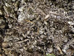 The best way to remove mealybugs from your houseplants is to do so manually, using a cotton swab soaked in rubbing alcohol. Indoor Garden Built In An Office Little Flies Problem Gardening Landscaping Stack Exchange