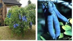 Und noch einen schönen tag. Blaugurkenbaum Dicht Schnell Wachsende Straucher Busche Fur Den Garten Hecken Ebay