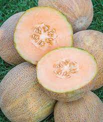 Ambrosia cantaloupe melon 50 seeds hope home goods information recipes and facts grow hybrid at seeds: Cantaloupe Burpees Ambrosia Hybrid Burpee
