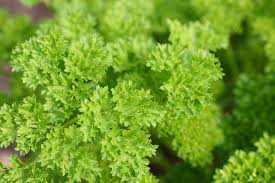 Maybe you would like to learn more about one of these? How To Grow Parsley Rhs Gardening