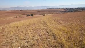 Image result for Periglossum mackenii