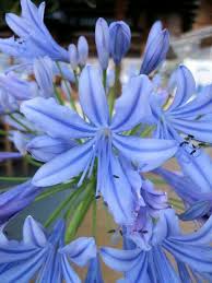 Pin On Flower Agapanthus