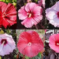 Image result for Hibiscus mechowii