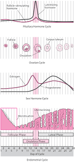 Menstrual Cycle Women S Health Issues Msd Manual Consumer Version