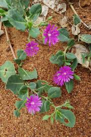 Image result for Lophiocarpus polystachyus