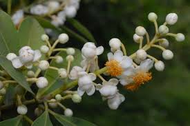 Image result for Calophyllum