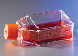 Check spelling or type a new query. Can I Grow Fungi In Cell Culture Flasks