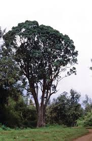 Image result for Nuxia congesta