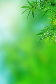 simple natural green leaf h5 illustration green leaf background leaf background flower background images