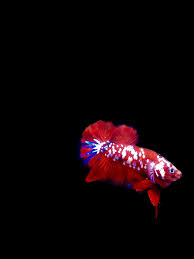 Koi Galaxy Male