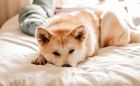 La Cystite Chez Le Chien Symptomes Traitement Et Prevention