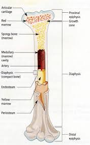 Feb 19, 2021 · related posts of long bone model long bone diagram labeled colored. Body Systems Project Gordy Brodeur